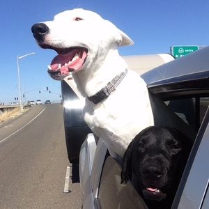 Meet your Posher, Macie